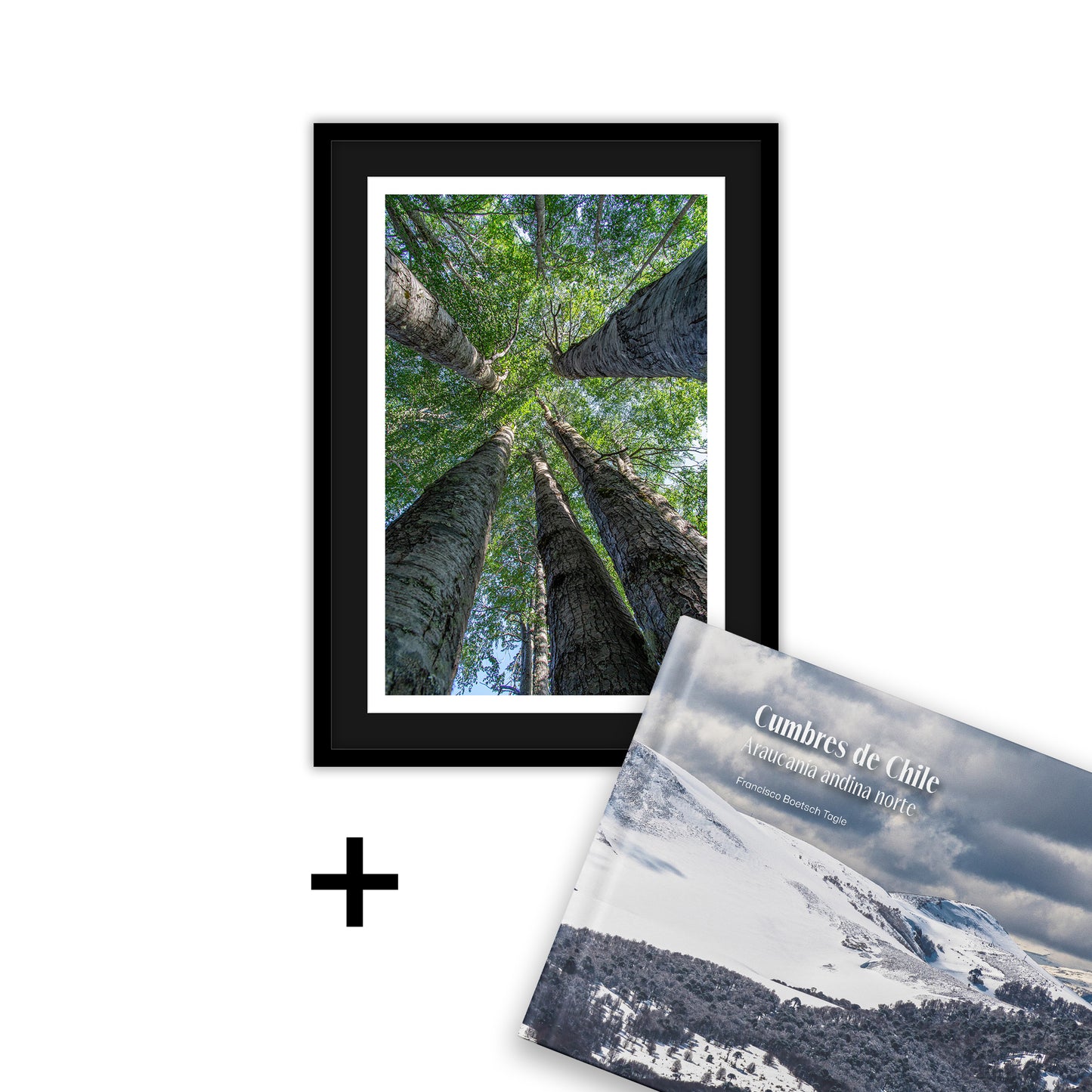 50x70 Cinco Robles + Libro