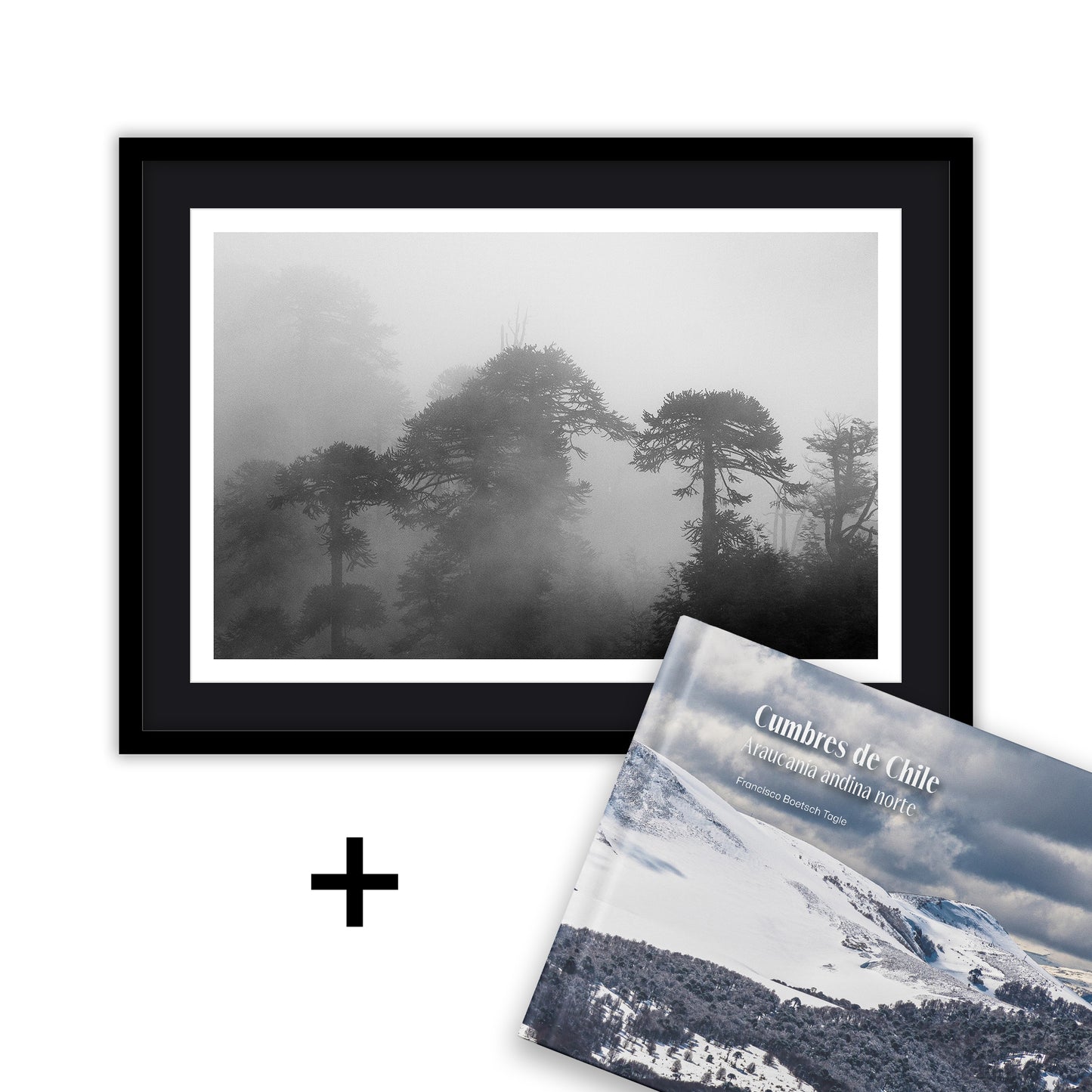 50x70 Araucarias entre Niebla + Libro
