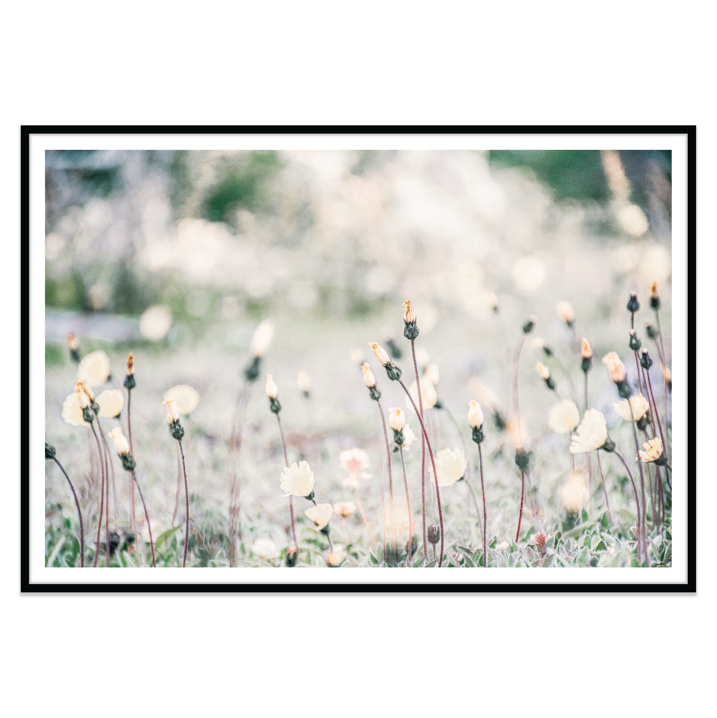 Flores Patagonicas