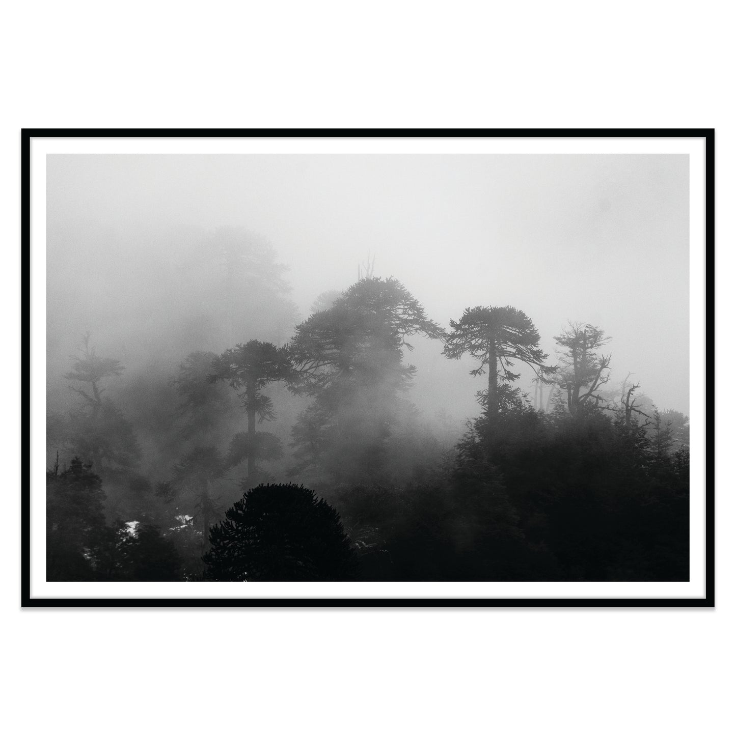 Araucarias Entre Niebla