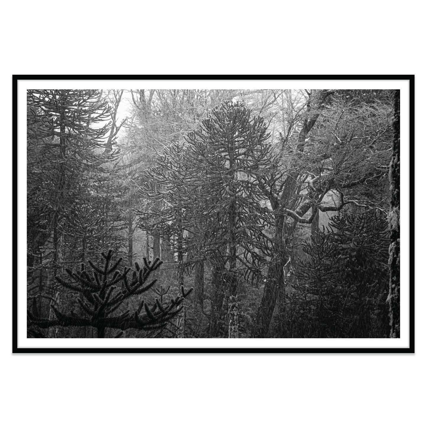 Bosque Araucano