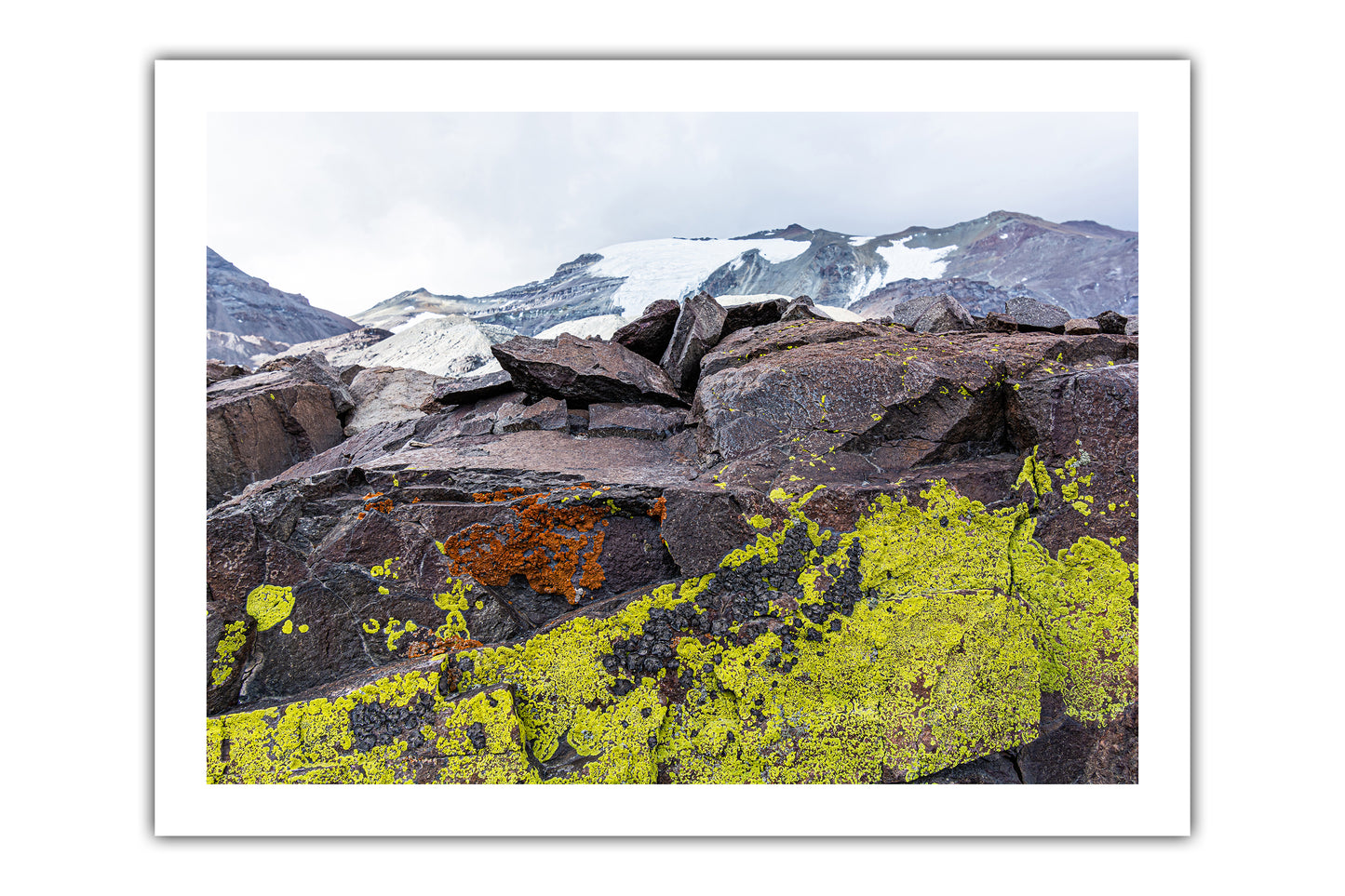 Lamina Liquenes y el Plomo