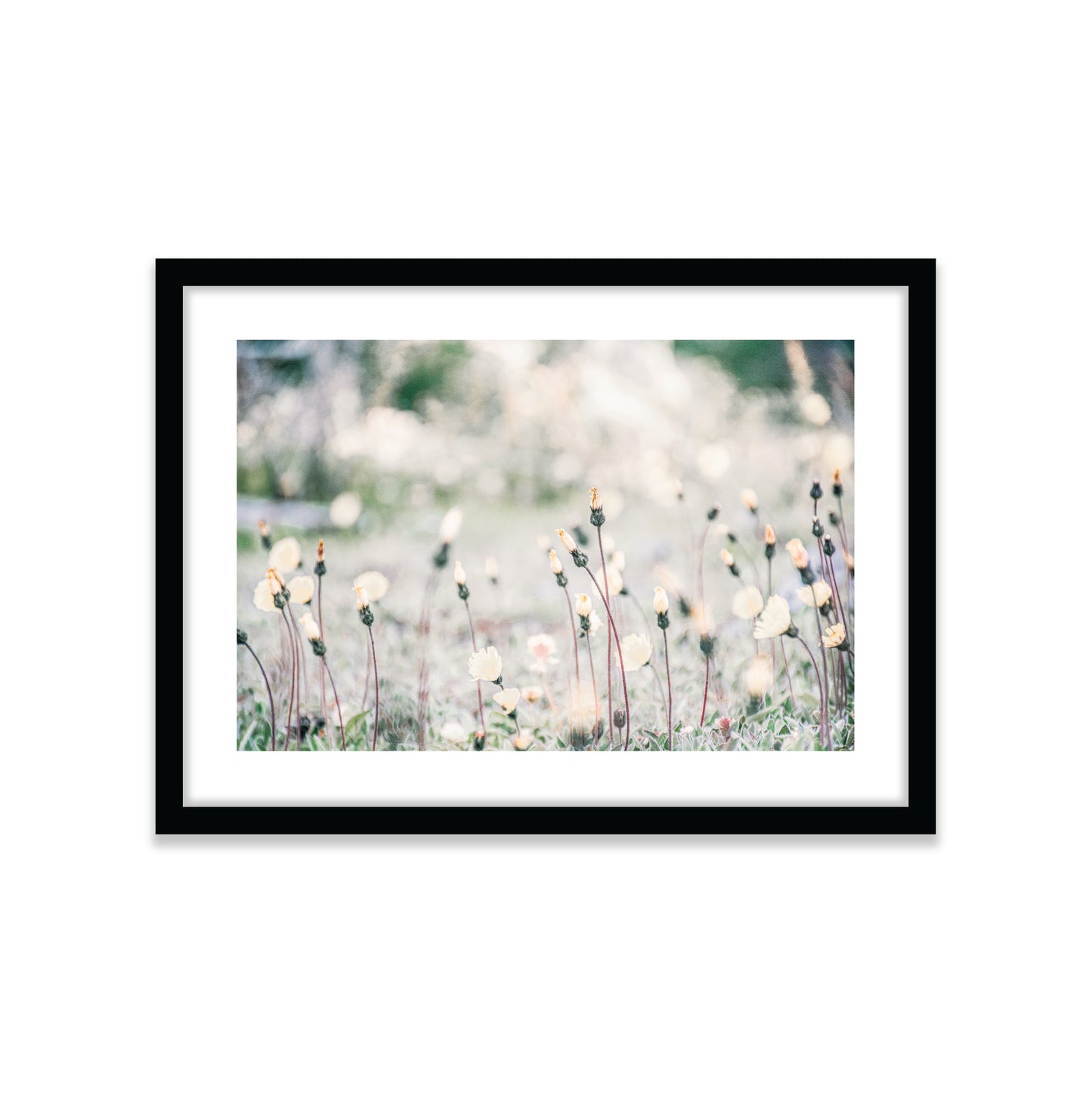 Flores Patagonicas