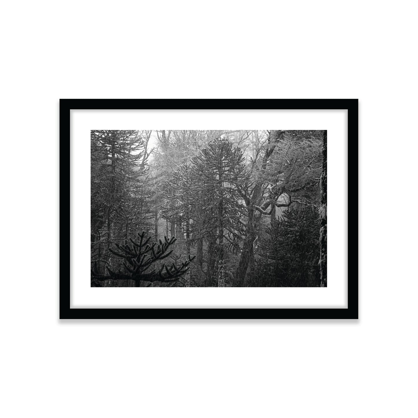 Bosque Araucano