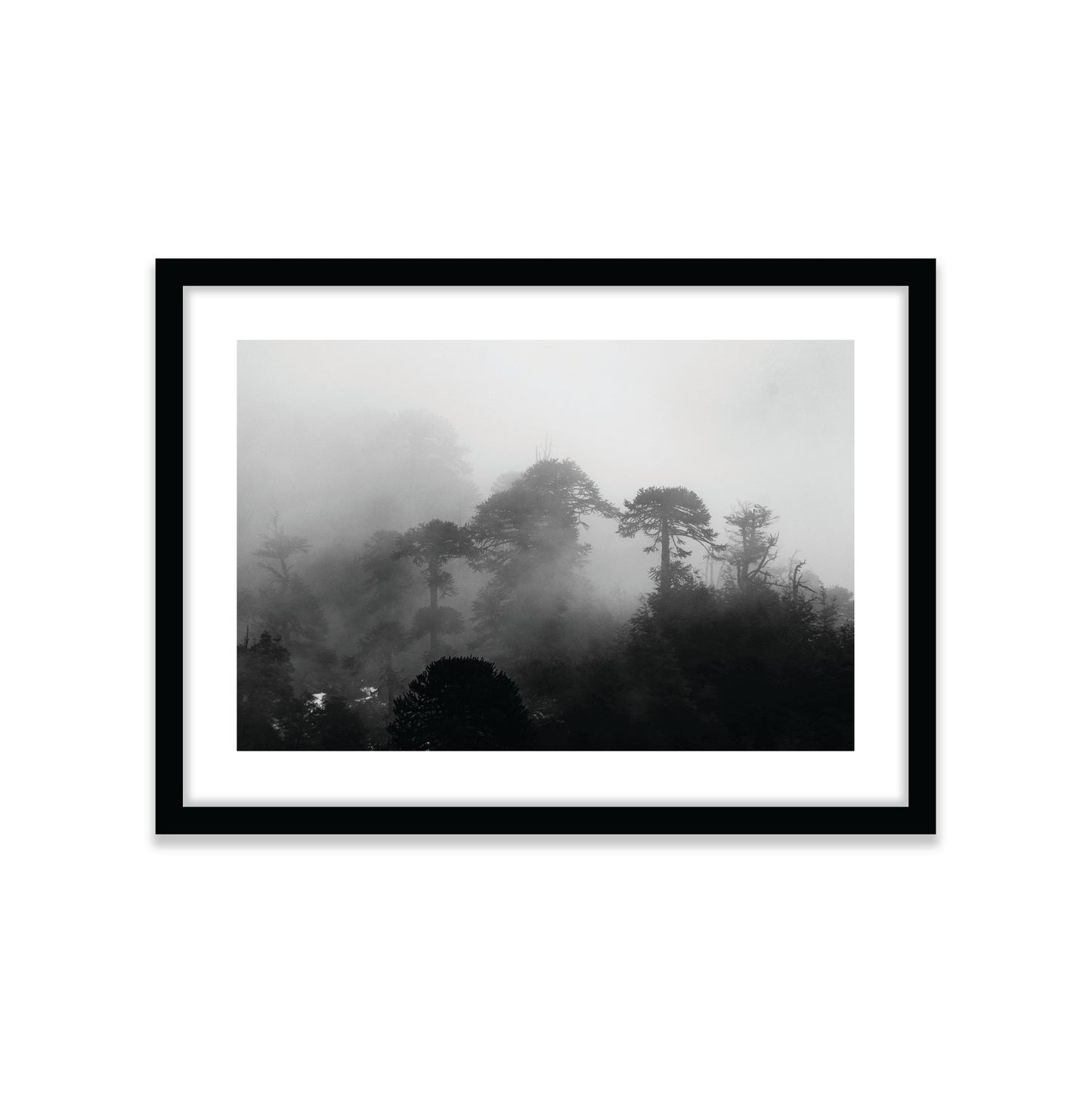 Araucarias Entre Niebla