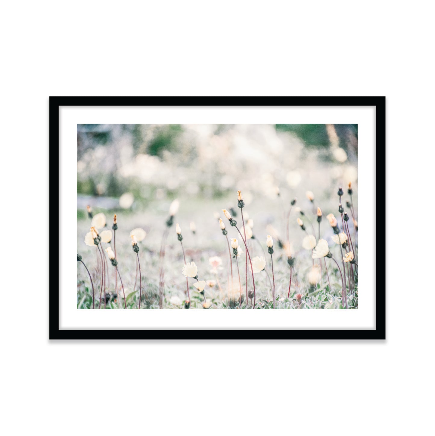 Flores Patagonicas