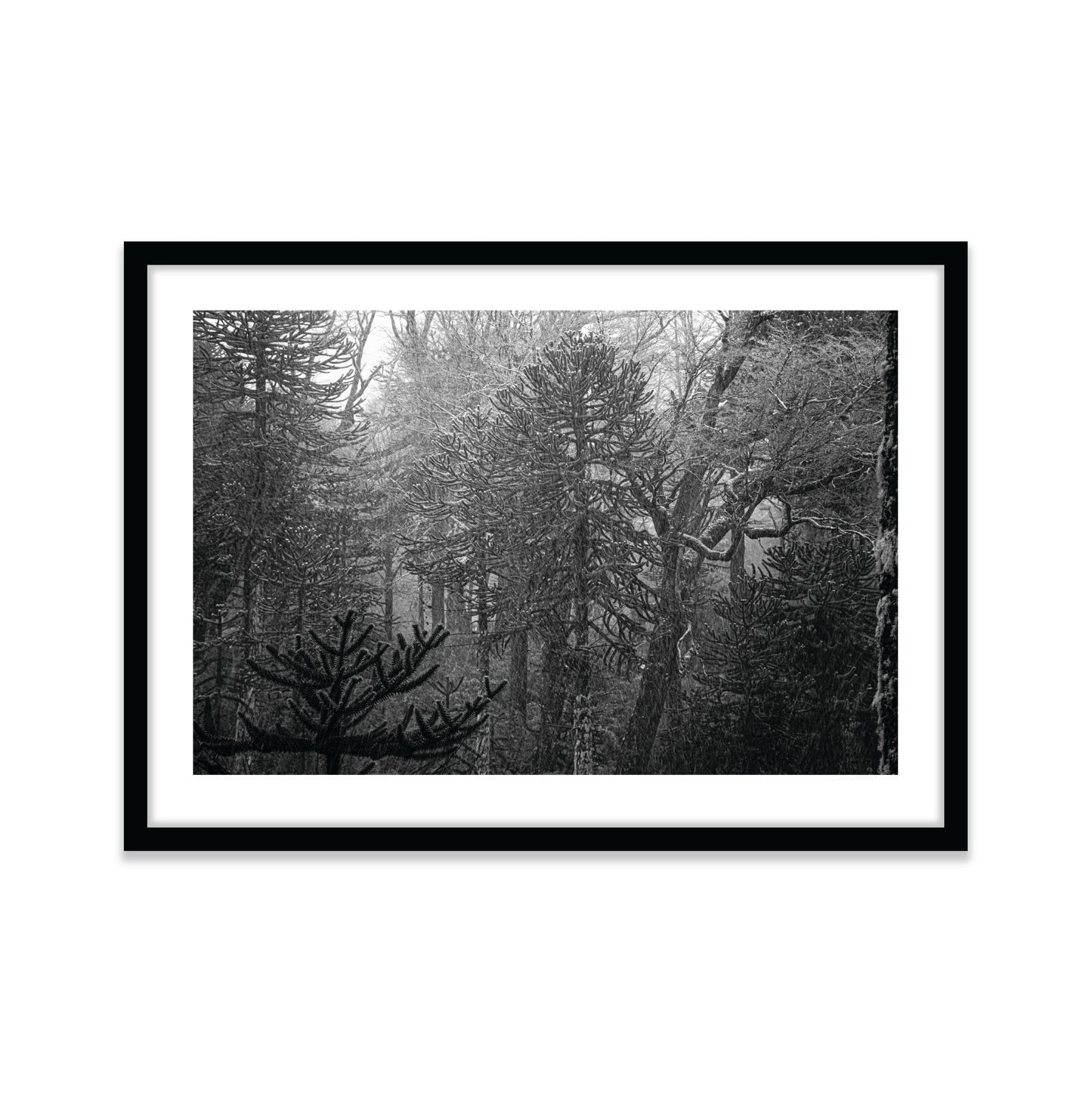Bosque Araucano