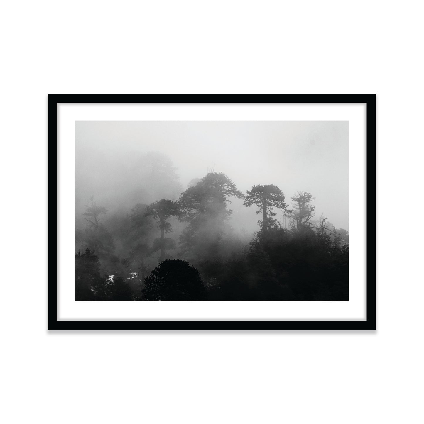 Araucarias Entre Niebla
