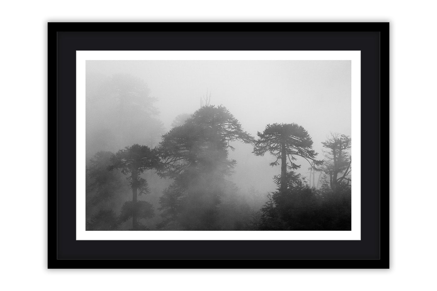 50x70 Araucarias entre Niebla