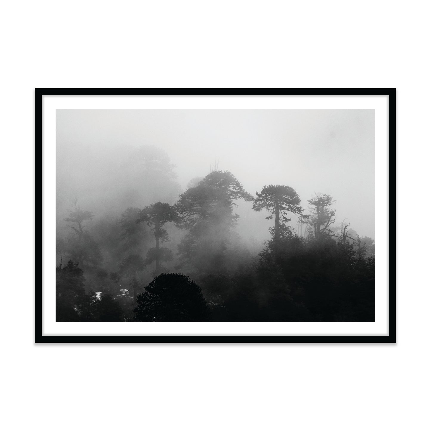 Araucarias Entre Niebla