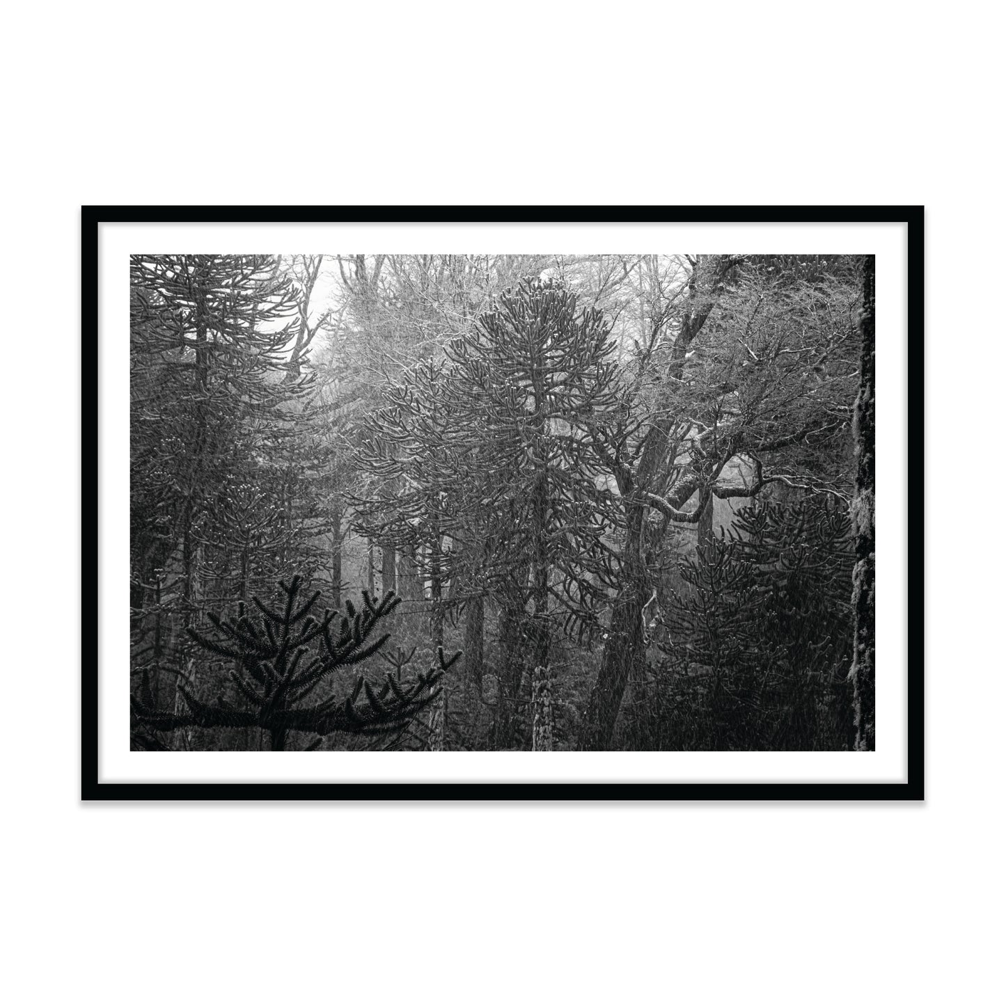 Bosque Araucano