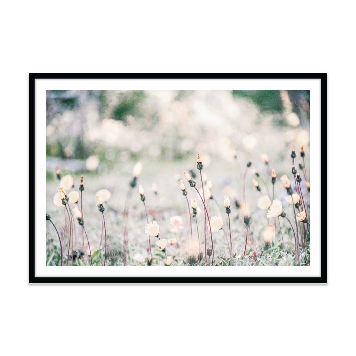 Flores Patagonicas