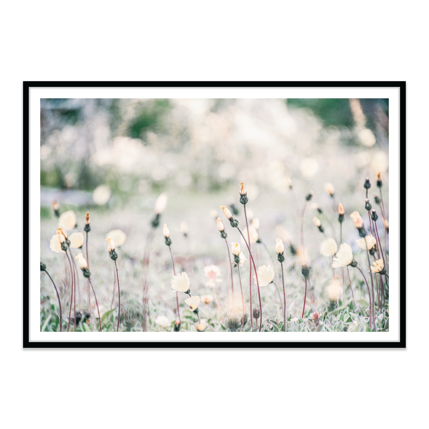 Flores Patagonicas