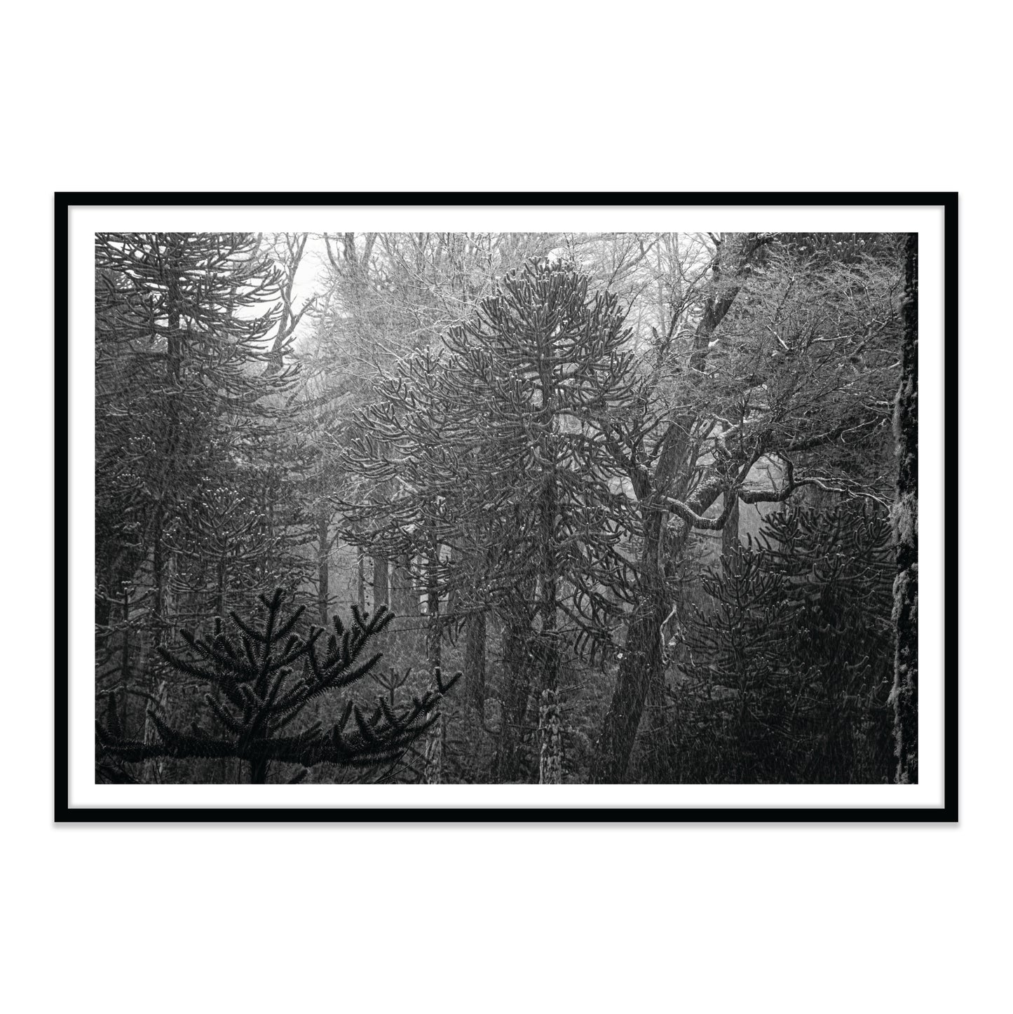Bosque Araucano