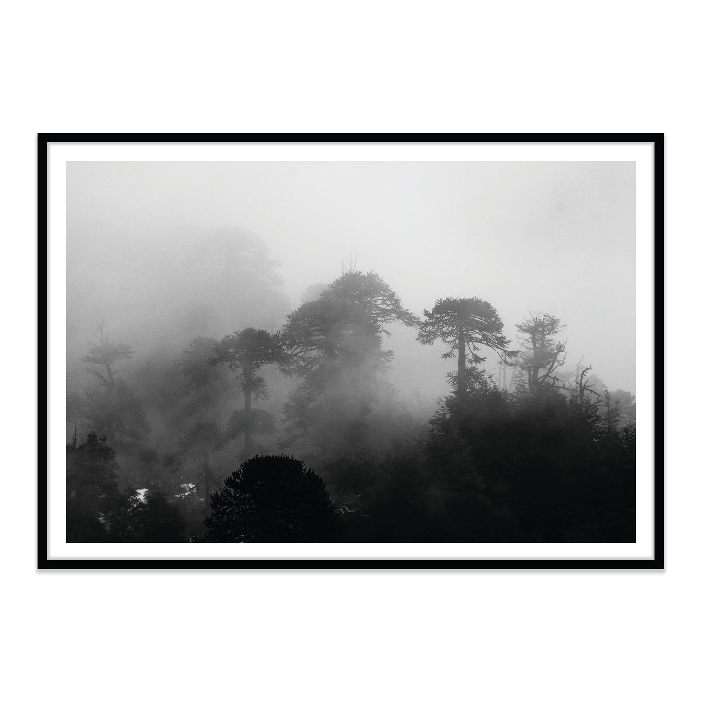 Araucarias Entre Niebla