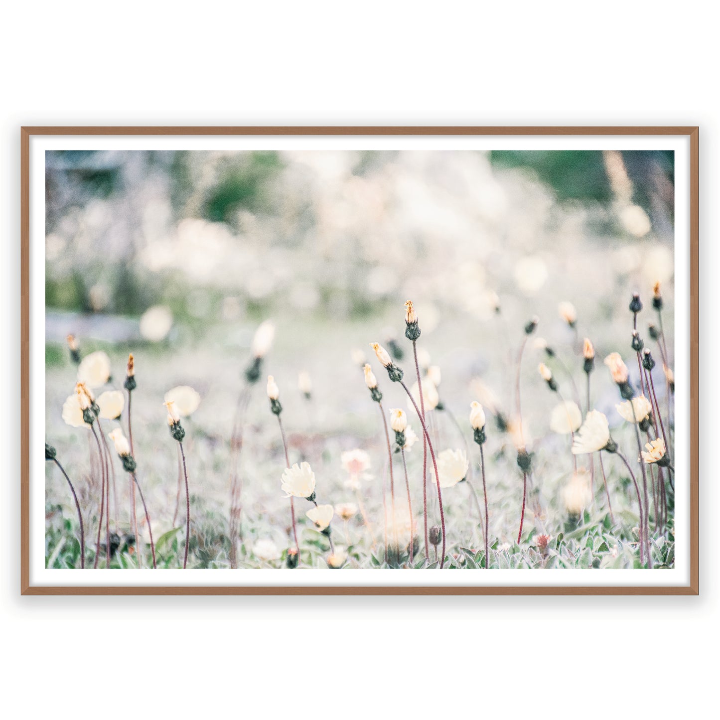 Flores Patagonicas