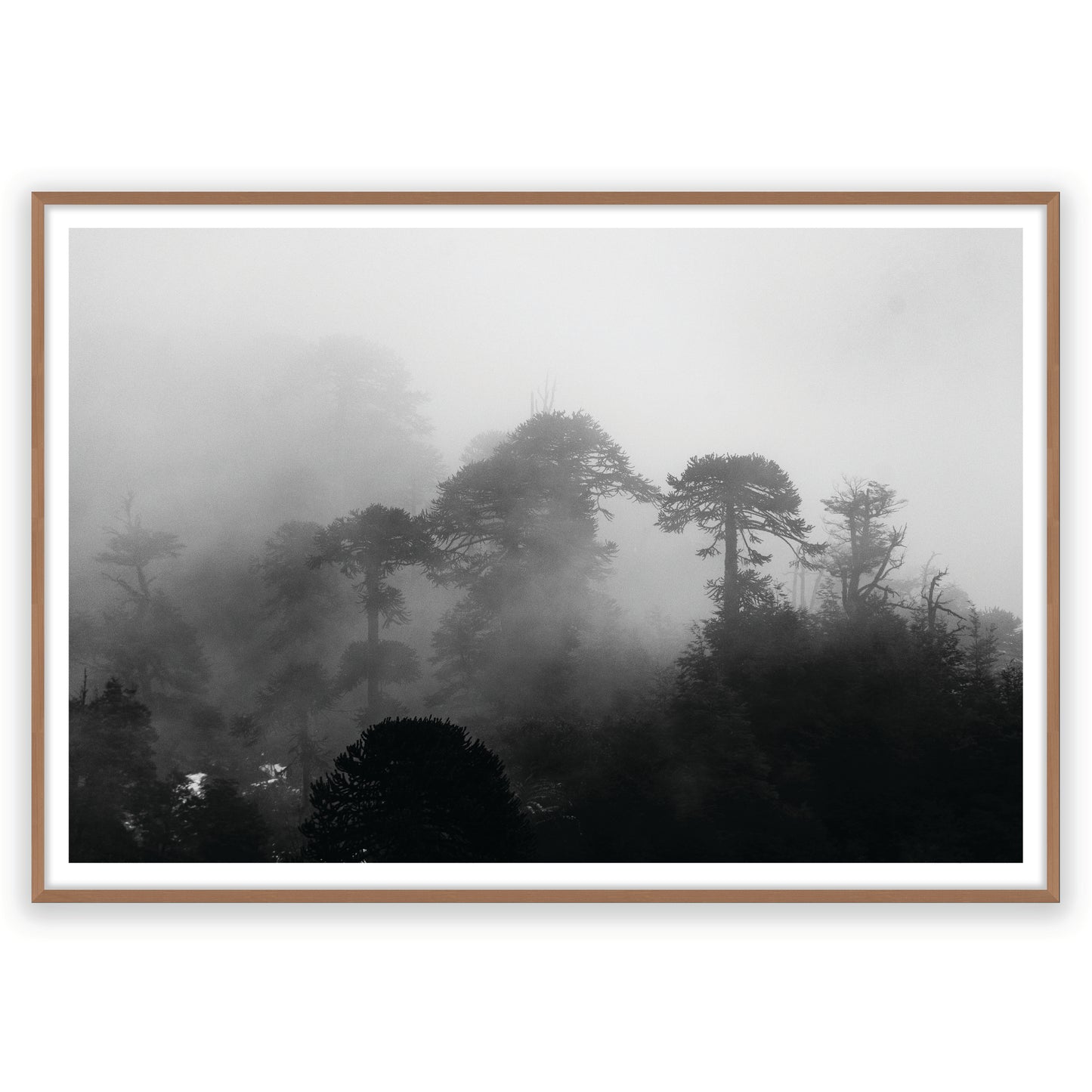 Araucarias Entre Niebla