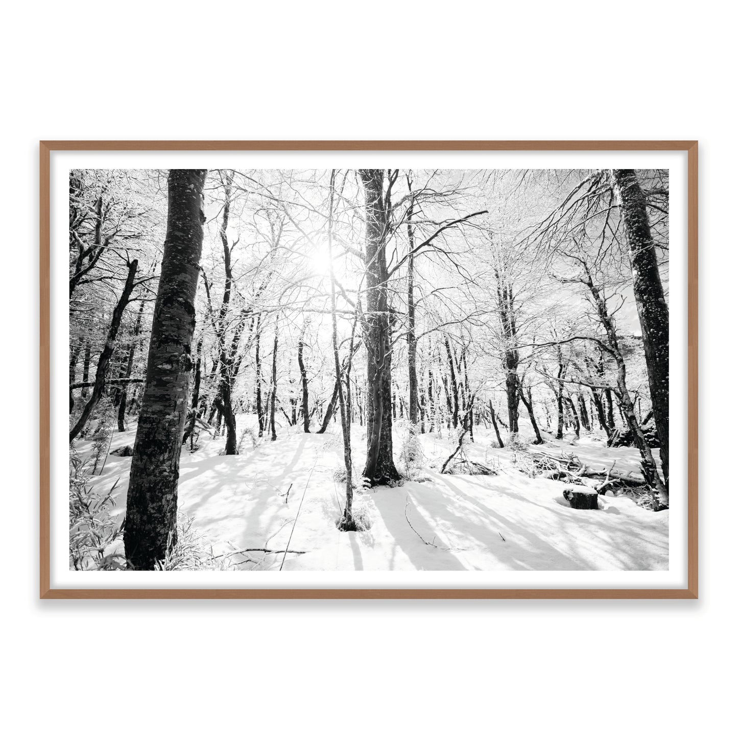 Bosque Joven