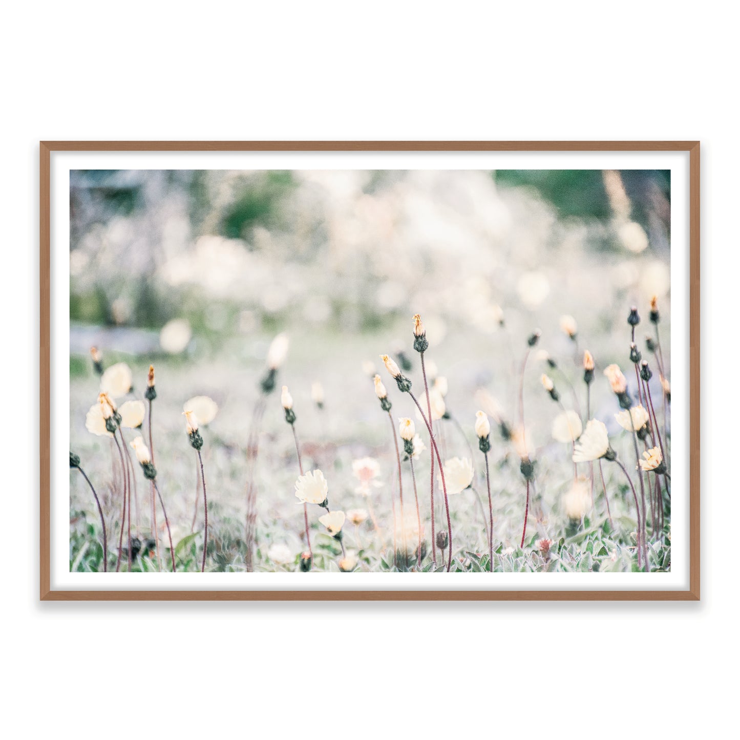 Flores Patagonicas