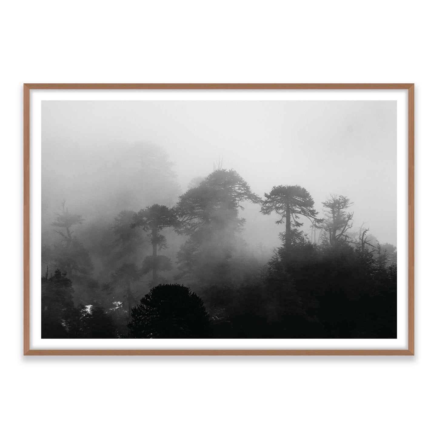 Araucarias Entre Niebla