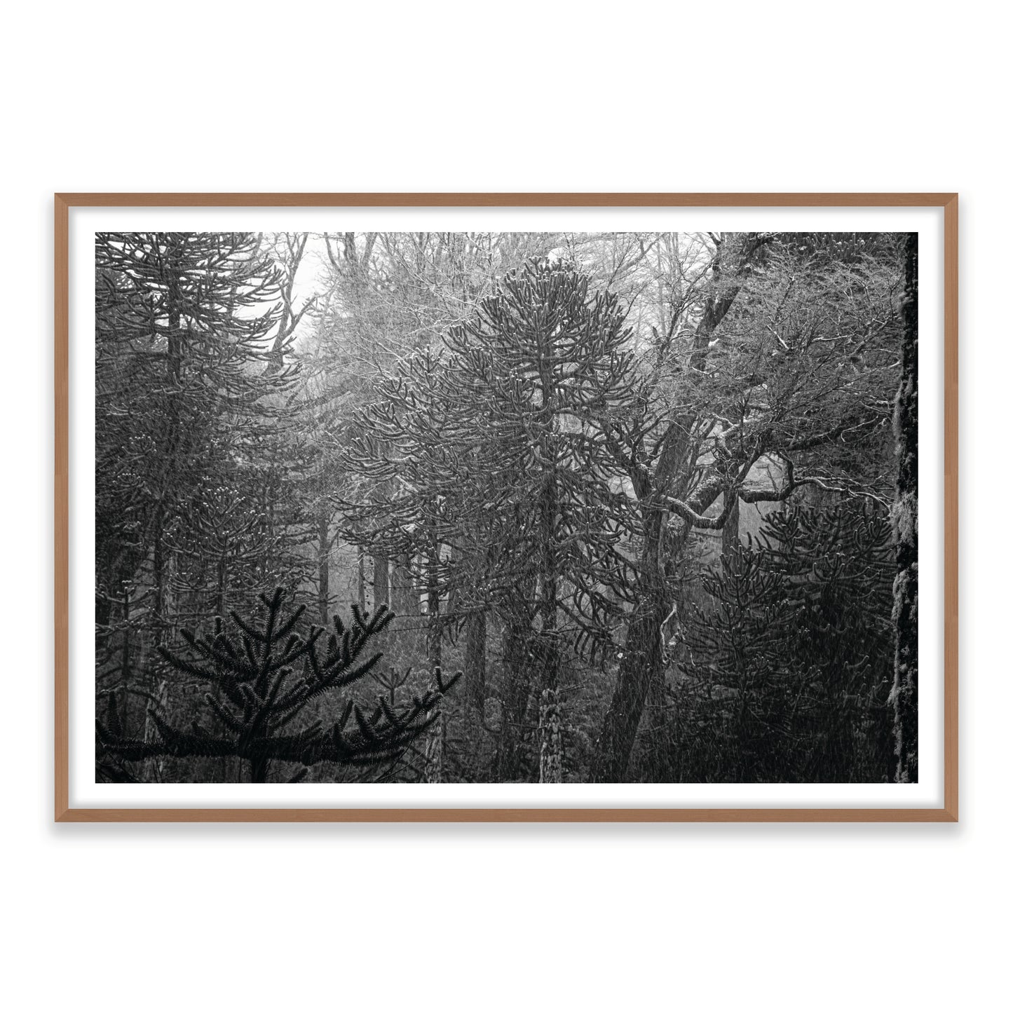 Bosque Araucano