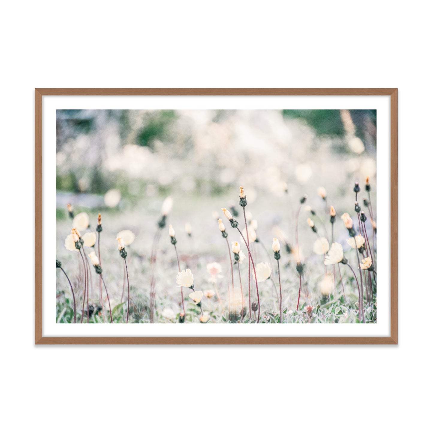Flores Patagonicas