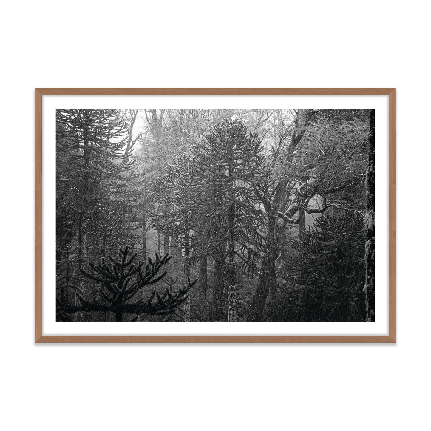 Bosque Araucano