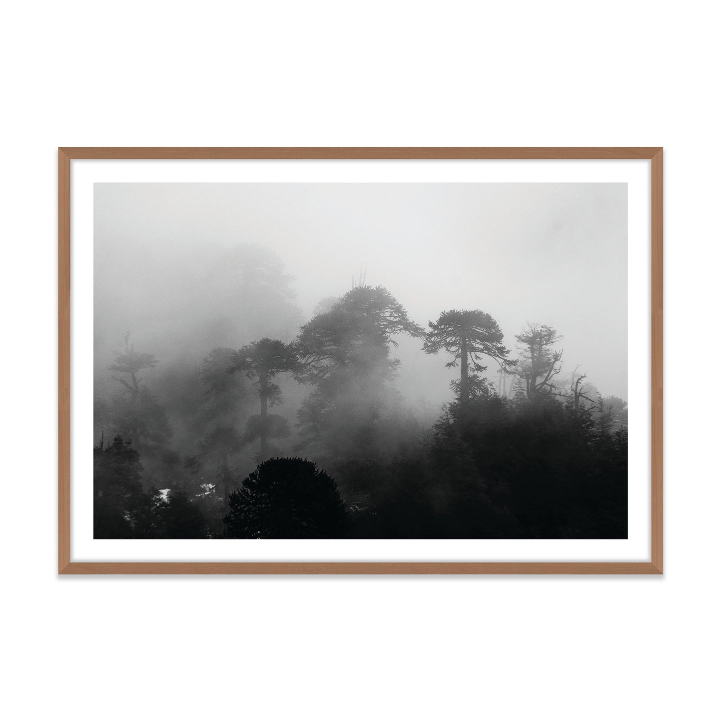 Araucarias Entre Niebla