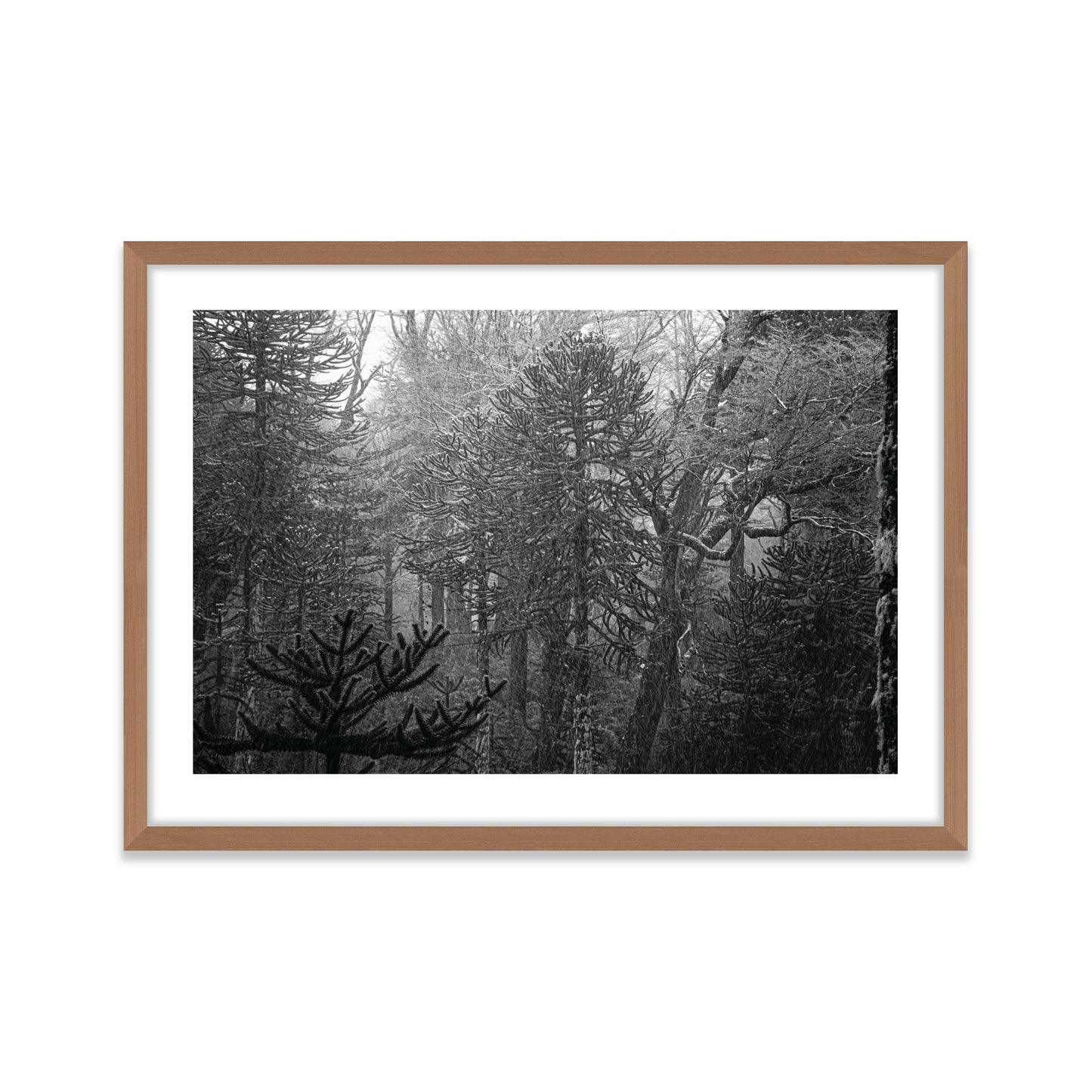 Bosque Araucano