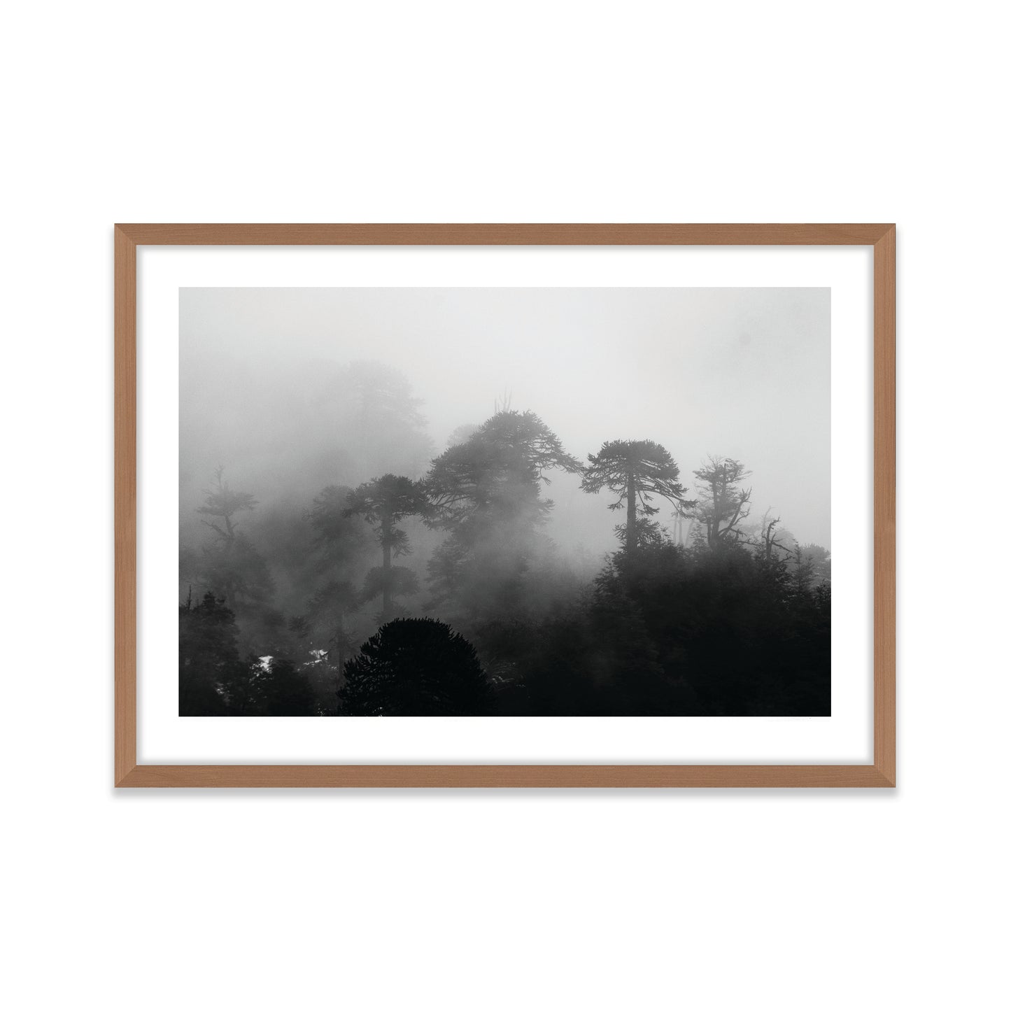 Araucarias Entre Niebla