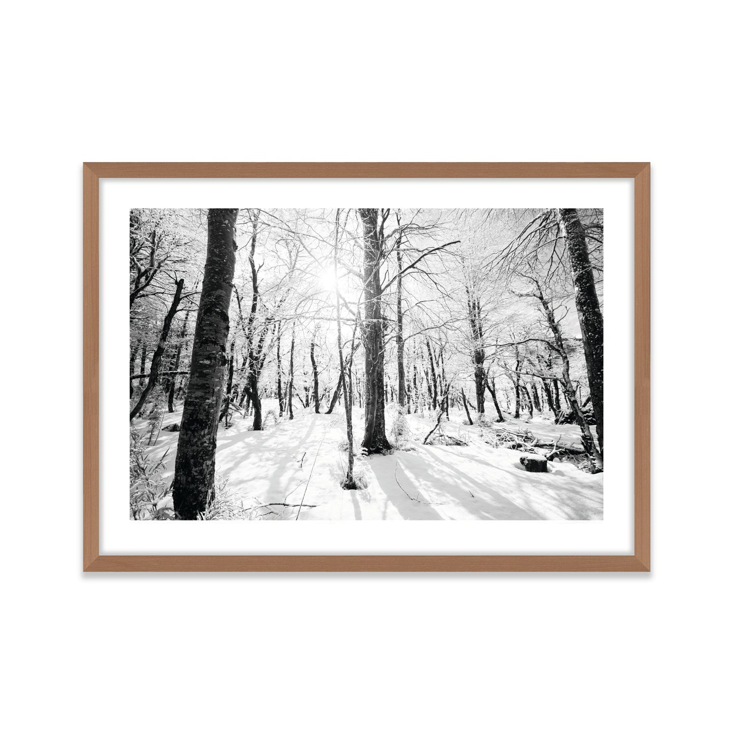 Bosque Joven
