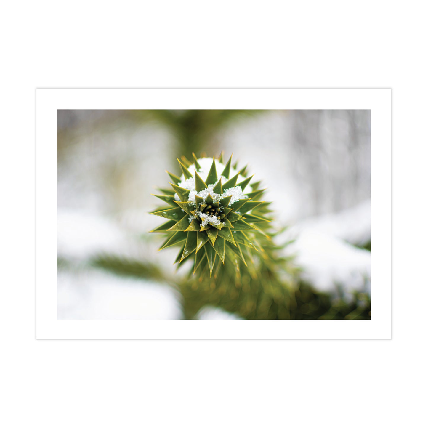 no-repeat center / cover url('https://cdn.shopify.com/s/files/1/0297/4914/9755/files/Artboard_1.png?v=1744315797')