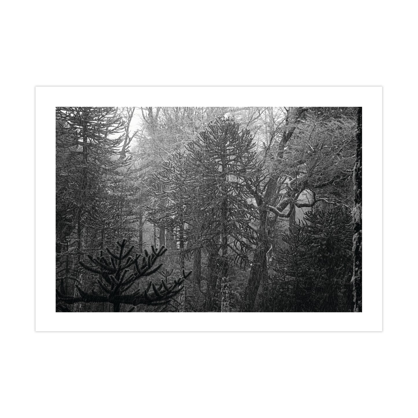no-repeat center / cover url('https://cdn.shopify.com/s/files/1/0297/4914/9755/files/Artboard_1.png?v=1744315797')