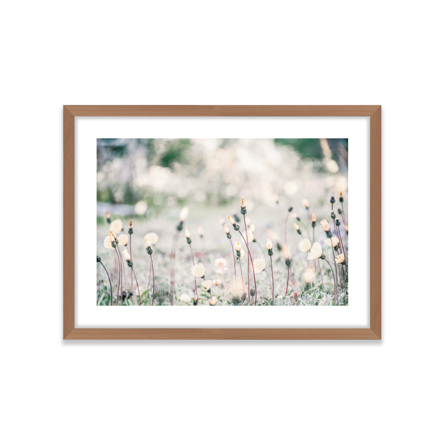 Flores Patagonicas