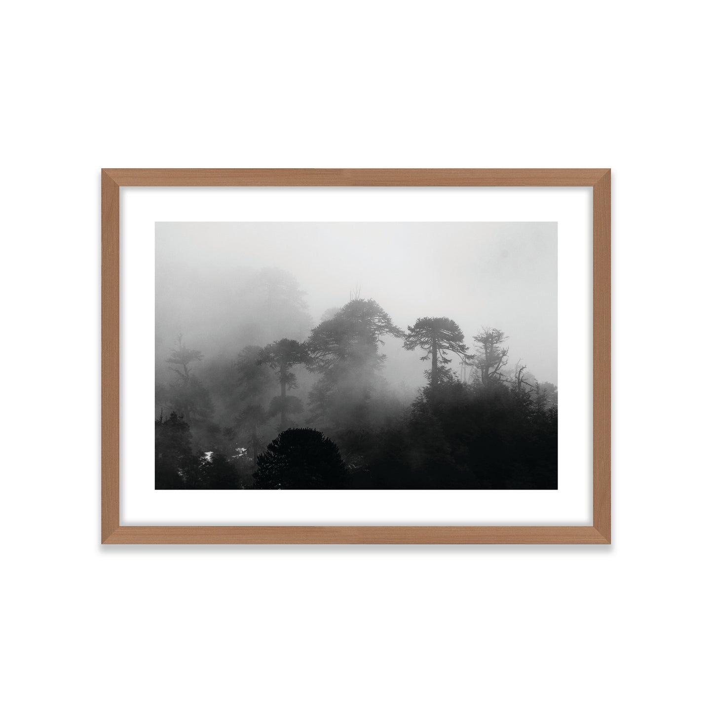 Araucarias Entre Niebla
