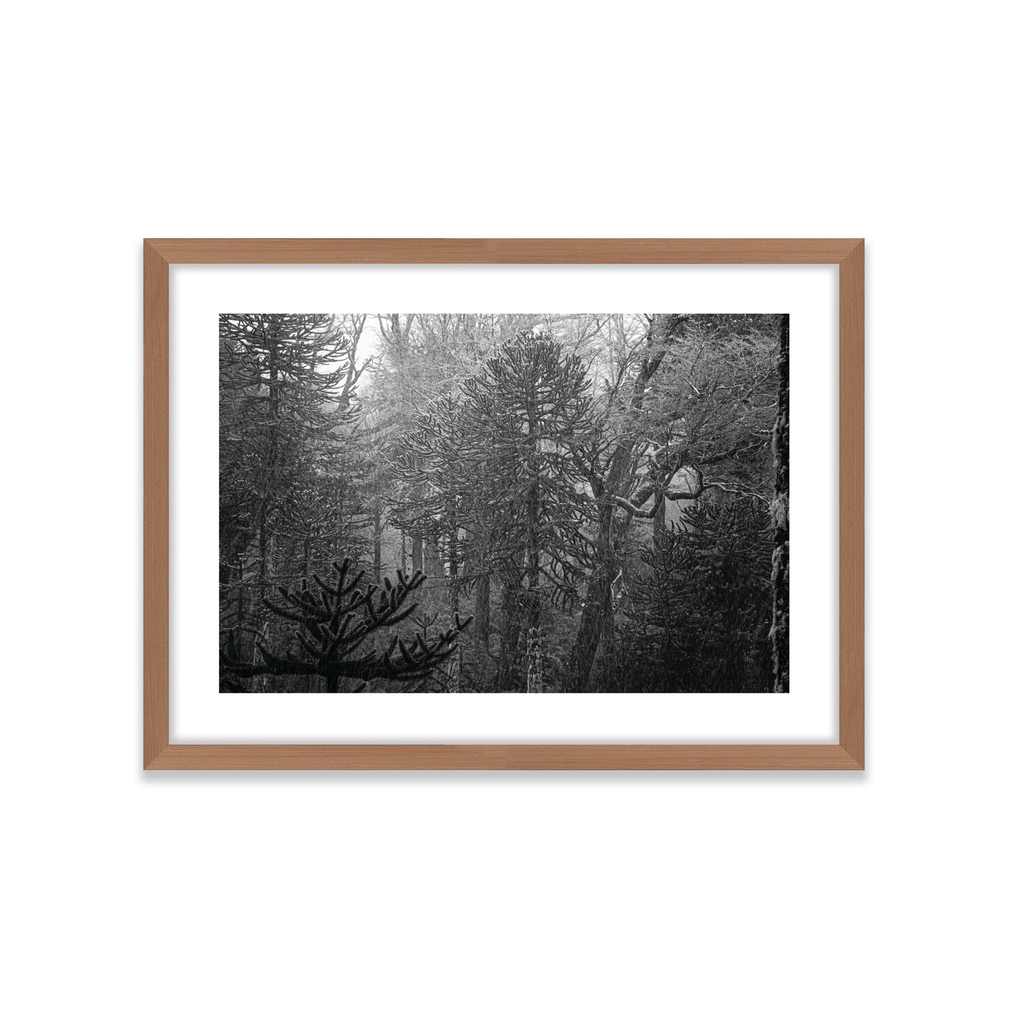 Bosque Araucano