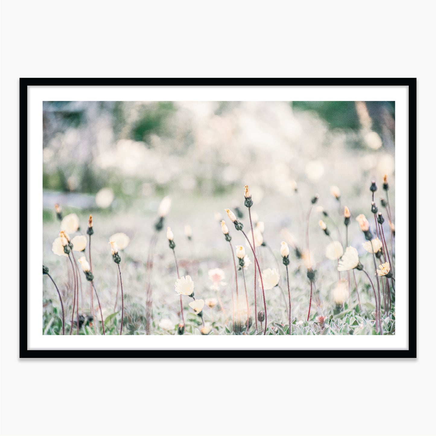Flores Patagonicas