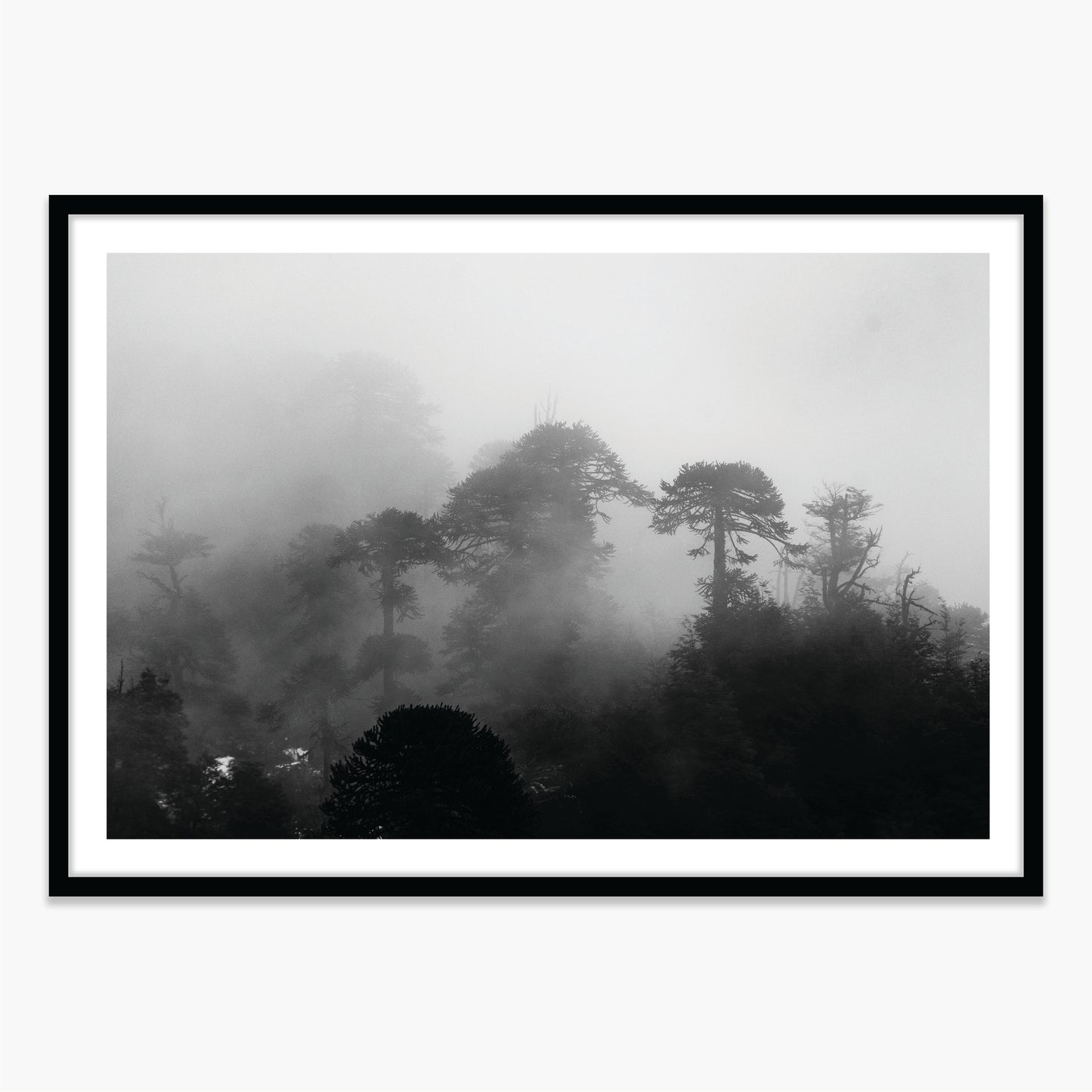 Araucarias Entre Niebla