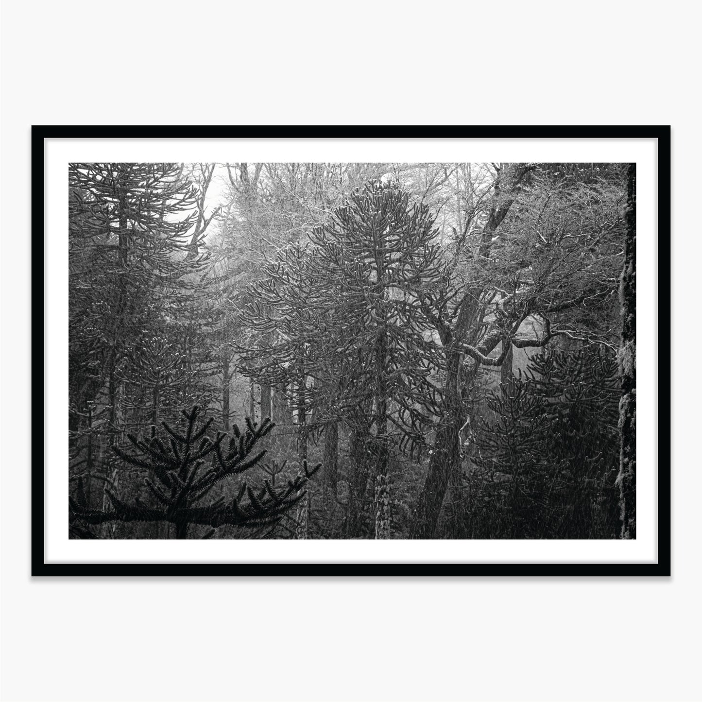 Bosque Araucano