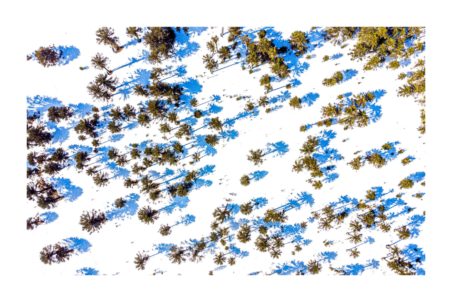 Araucarias desde el Aire