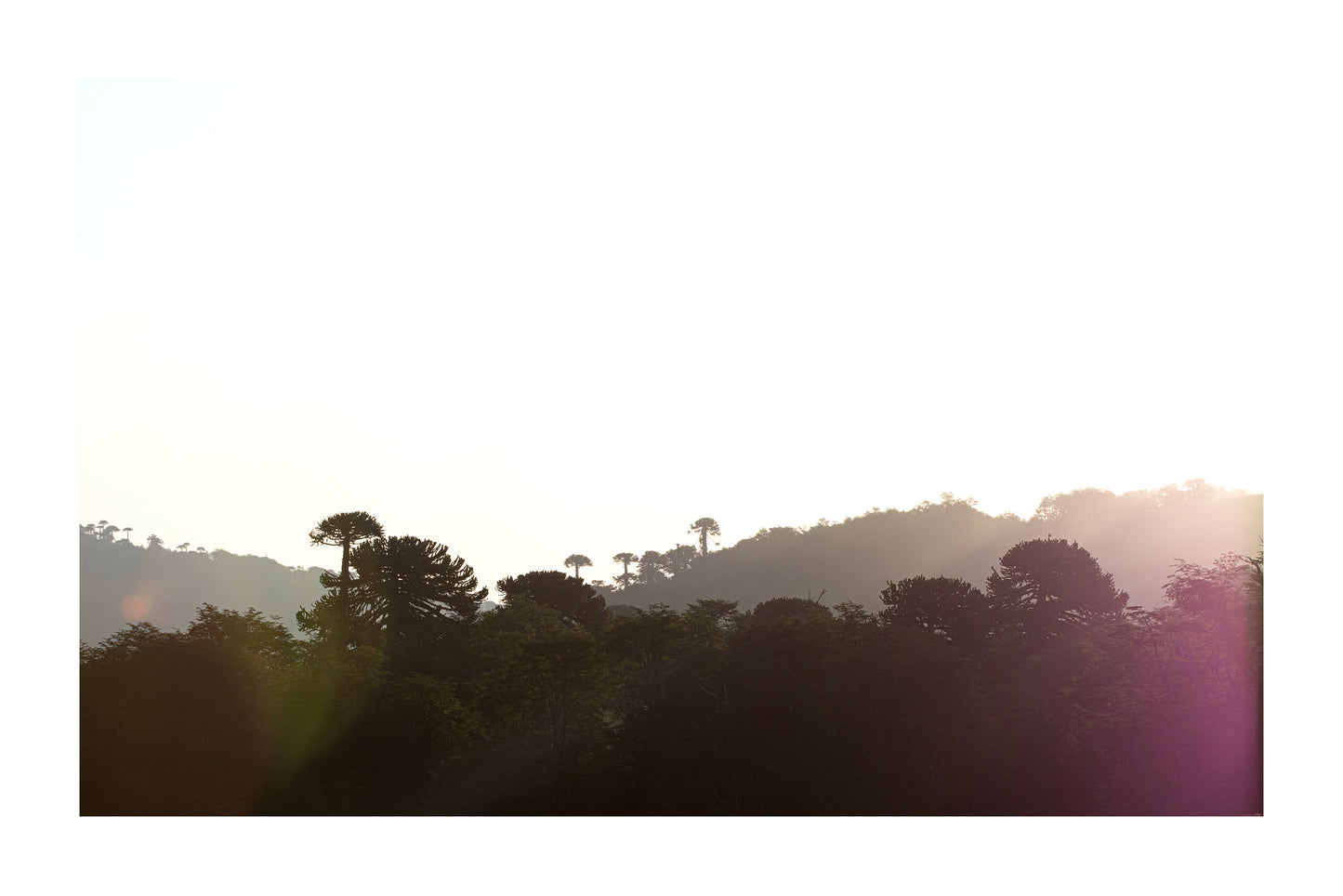 Planos de Araucarias