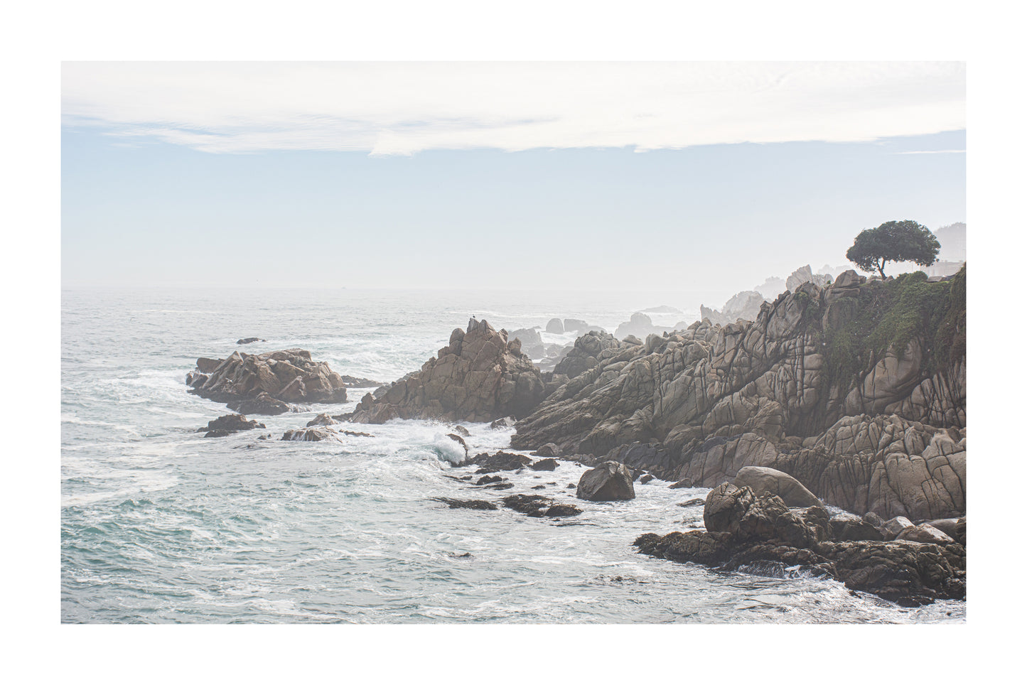 Un Arbol en la Costa