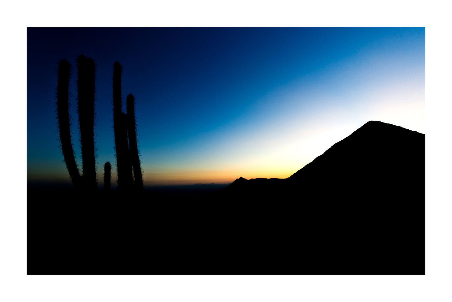 Cactus en el Manquehue