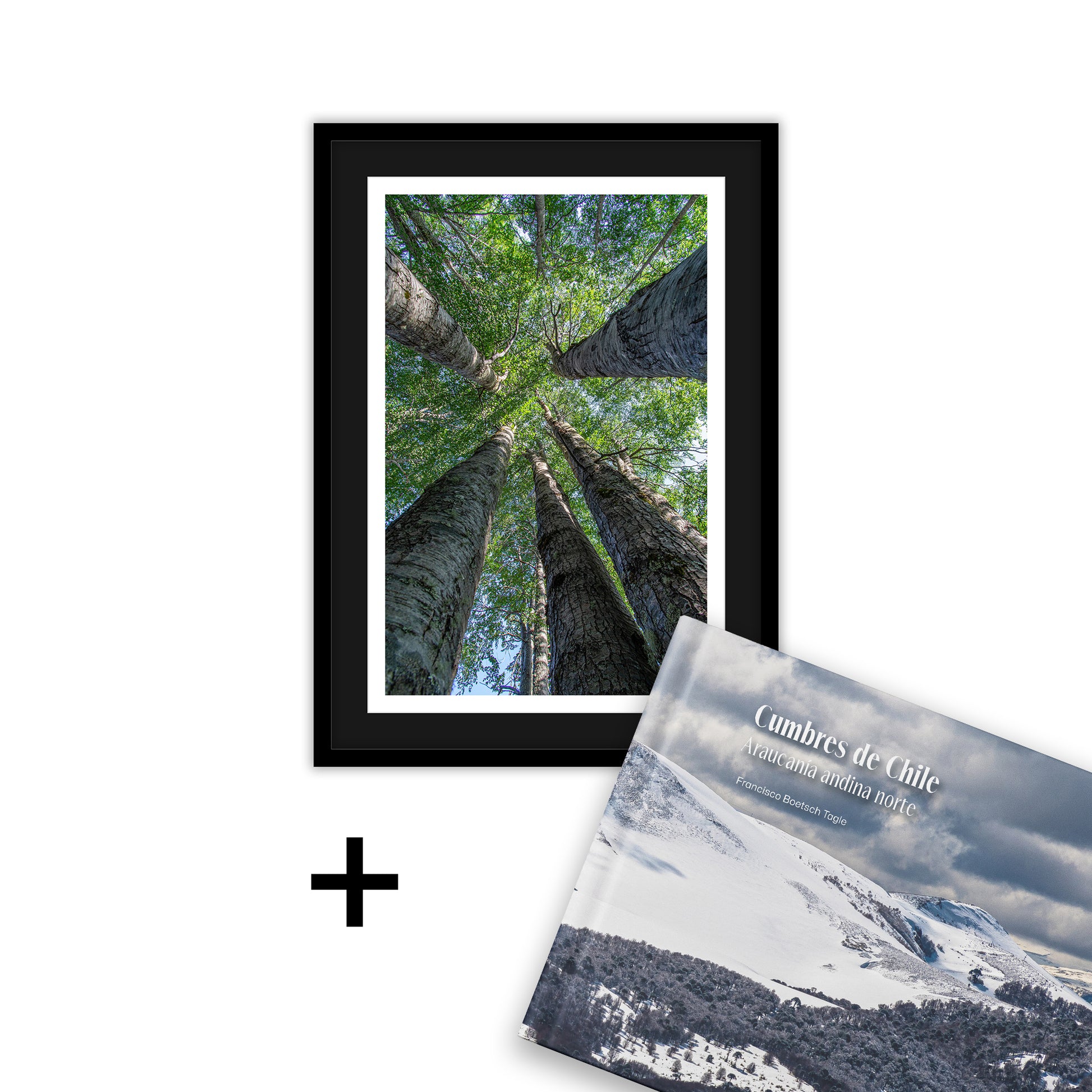 50x70 Cinco Robles + Libro