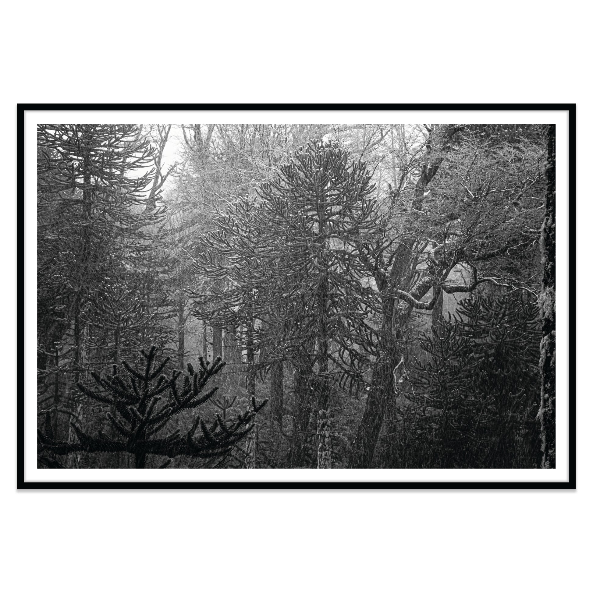 Bosque Araucano