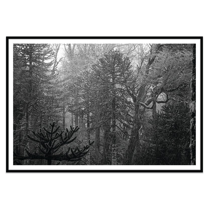 Bosque Araucano
