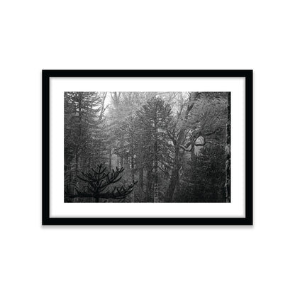 Bosque Araucano