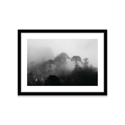 Araucarias Entre Niebla