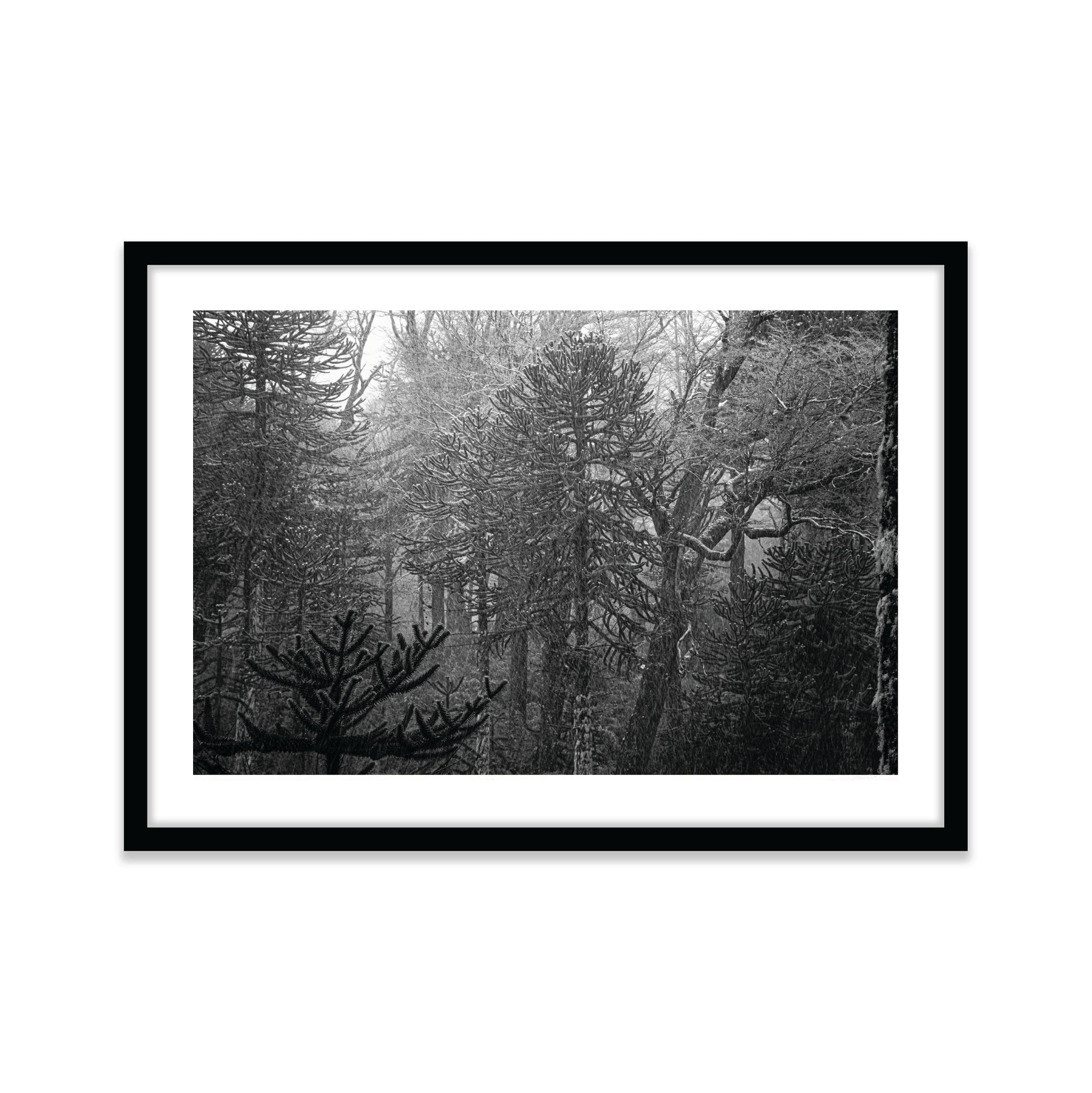 Bosque Araucano