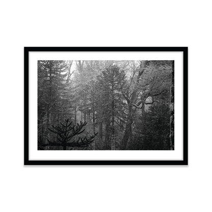 Bosque Araucano